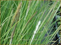 Pennisetum macrourum