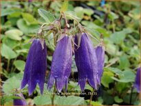 Campanula 'Purple Sensation'