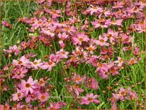 Coreopsis 'Limerock Passion'