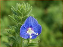 Veronica 'Tidal Pool'