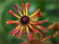 Helenium 'Loysder Wieck'