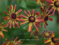 Helenium 'Loysder Wieck'