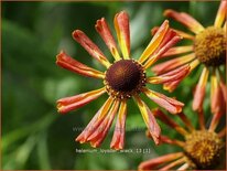 Helenium 'Loysder Wieck'