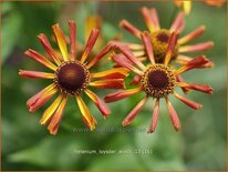 Helenium 'Loysder Wieck'