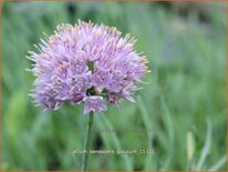 Allium senescens 'Glaucum'