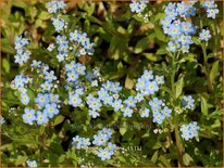 Myosotis palustris