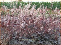 Heucherella &#39;Infinity&#39;