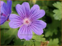 Geranium 'Alan Mayes'