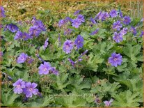 Geranium 'Alan Mayes'