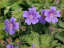 Geranium 'Alan Mayes'