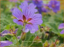 Geranium 'Alan Mayes'