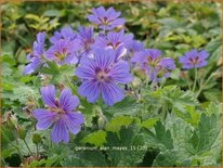 Geranium 'Alan Mayes'