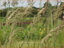 Calamagrostis epigejos