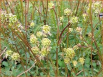 Sanguisorba minor