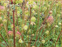 Sanguisorba minor