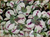 Trifolium repens &#39;Dragon&#39;s Blood&#39;