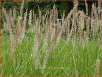 Pennisetum &#39;Fairy Tails&#39;