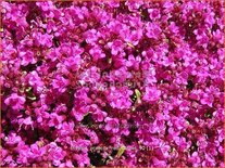 Thymus praecox 'Red Carpet'