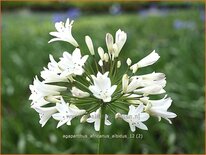 Agapanthus africanus 'Albidus'