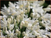 Agapanthus africanus 'Albidus'