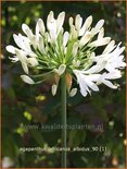 Agapanthus africanus 'Albidus'