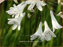 Agapanthus africanus 'Albidus'