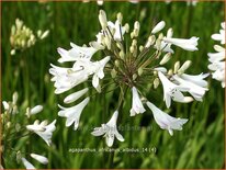 Agapanthus africanus 'Albidus'