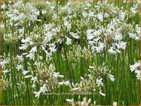 Agapanthus africanus 'Albidus'