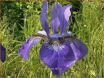 Iris sibirica