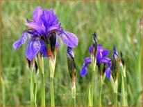 Iris sibirica