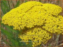 Achillea filipendulina 'Altgold'