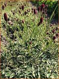 Sanguisorba &#39;Little Angel&#39;