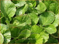 Bergenia cyanea