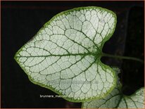 Brunnera macrophylla &#39;Silver Spear&#39;