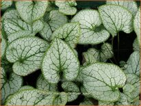 Brunnera macrophylla &#39;Silver Spear&#39;