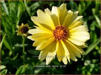 Coreopsis 'Solar Dance'