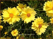 Coreopsis 'Solar Dance'