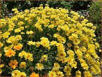 Coreopsis 'Solar Dance'