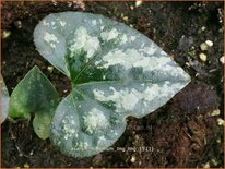 Asarum maximum &#39;Ling Ling&#39;