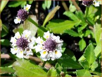 Phyla nodiflora &#39;Summer Pearls&#39;