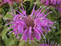 Monarda 'Violet Queen'