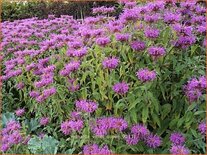 Monarda 'Violet Queen'