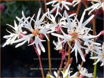 Lychnis flos-cuculi 'White Robin'