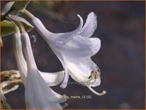 Hosta &#39;Big Mama&#39;