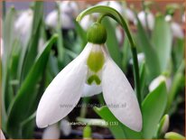 Galanthus elwesii