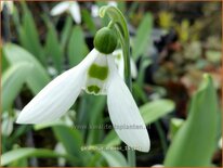 Galanthus elwesii