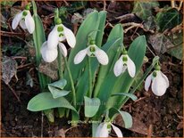 Galanthus elwesii