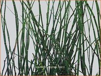 Equisetum hyemale