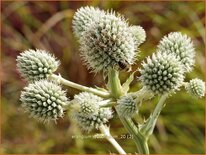 Eryngium yuccifolium