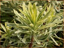 Euphorbia characias 'Burrow Silver'